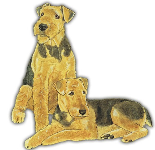 Airedale terrier magnet wooden - magnet,