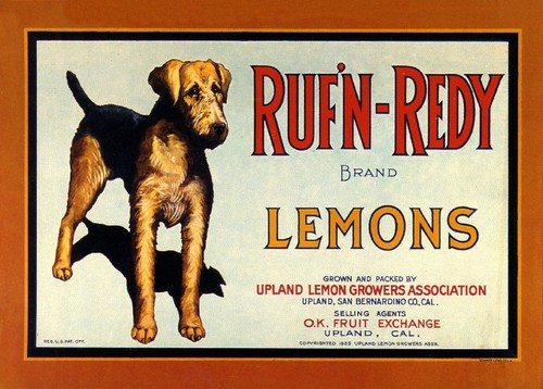 Upland ruf redy airedale - upland,