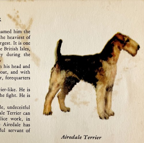 Airedale terrier 1939 dog - airedale,