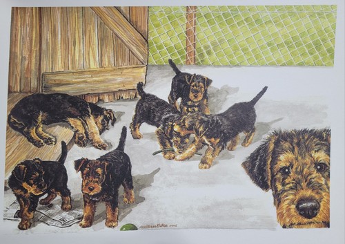 Airedale terrier puppy print - terrier,